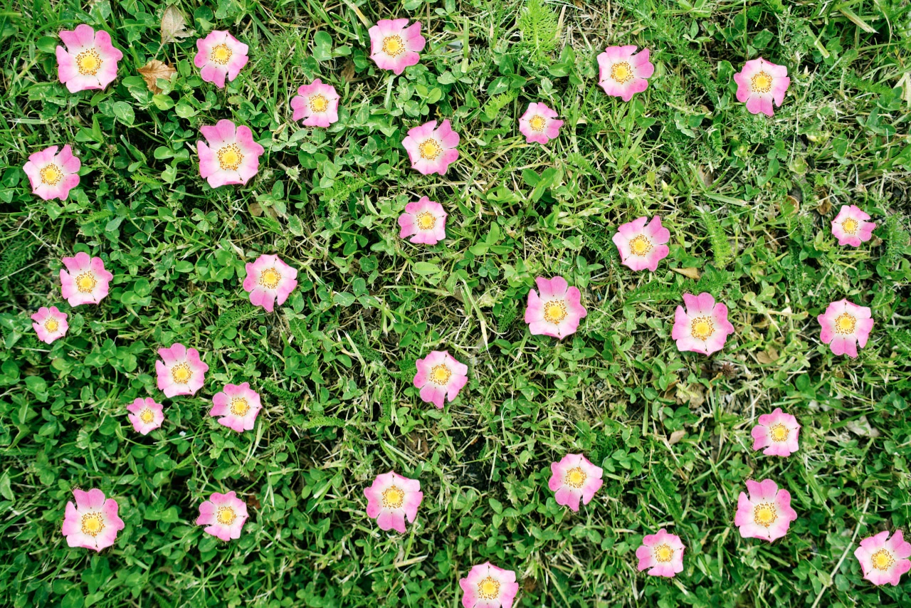 Pink flowers form a dense pattern across green leaves.