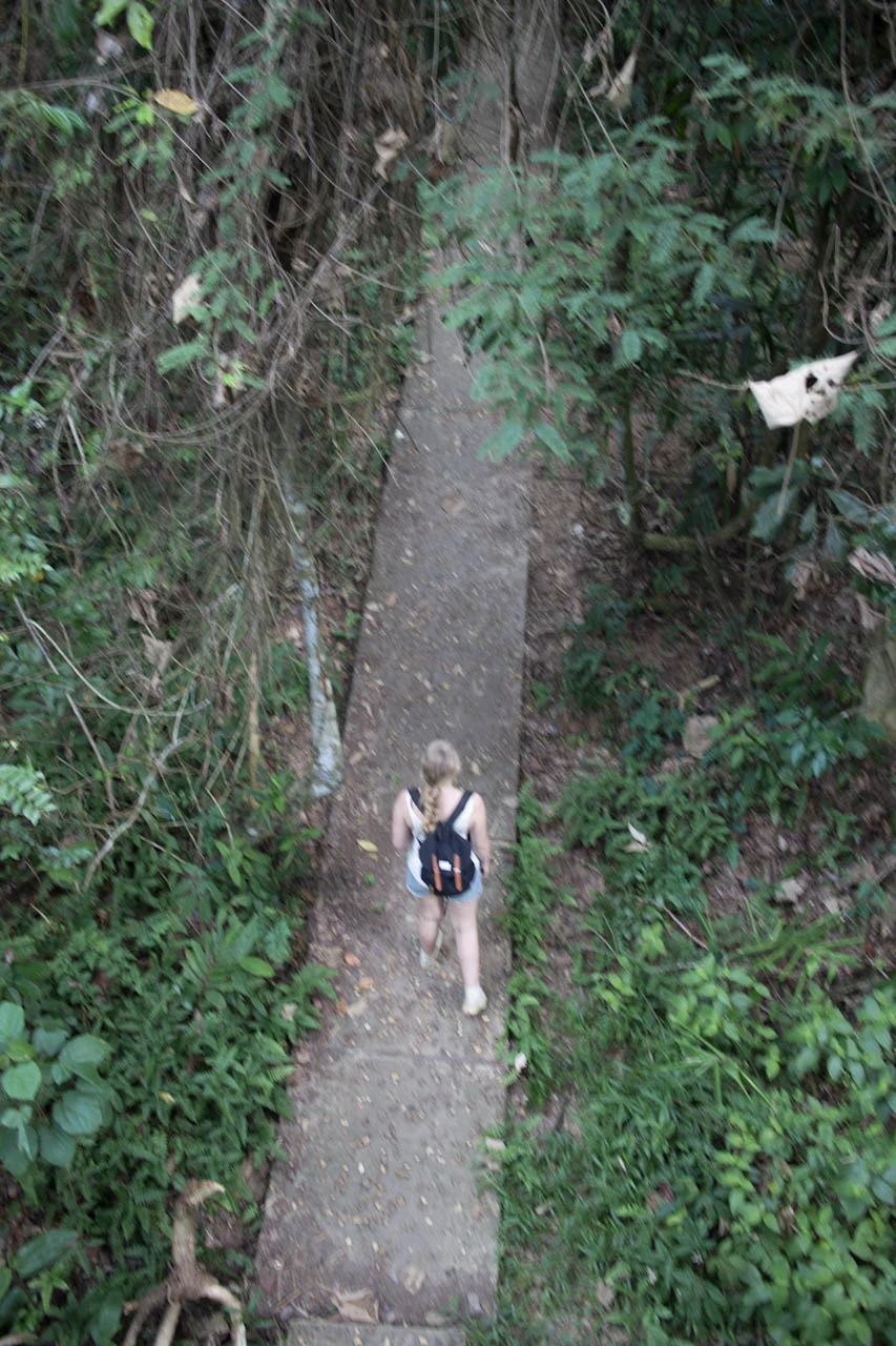 A lone walker is seen far below on a woodland path among dense green plants.