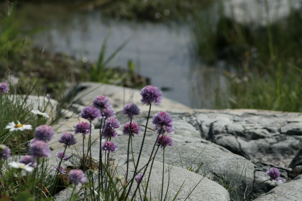 Lila blommor växer mellan ljusa klippor vid vatten.