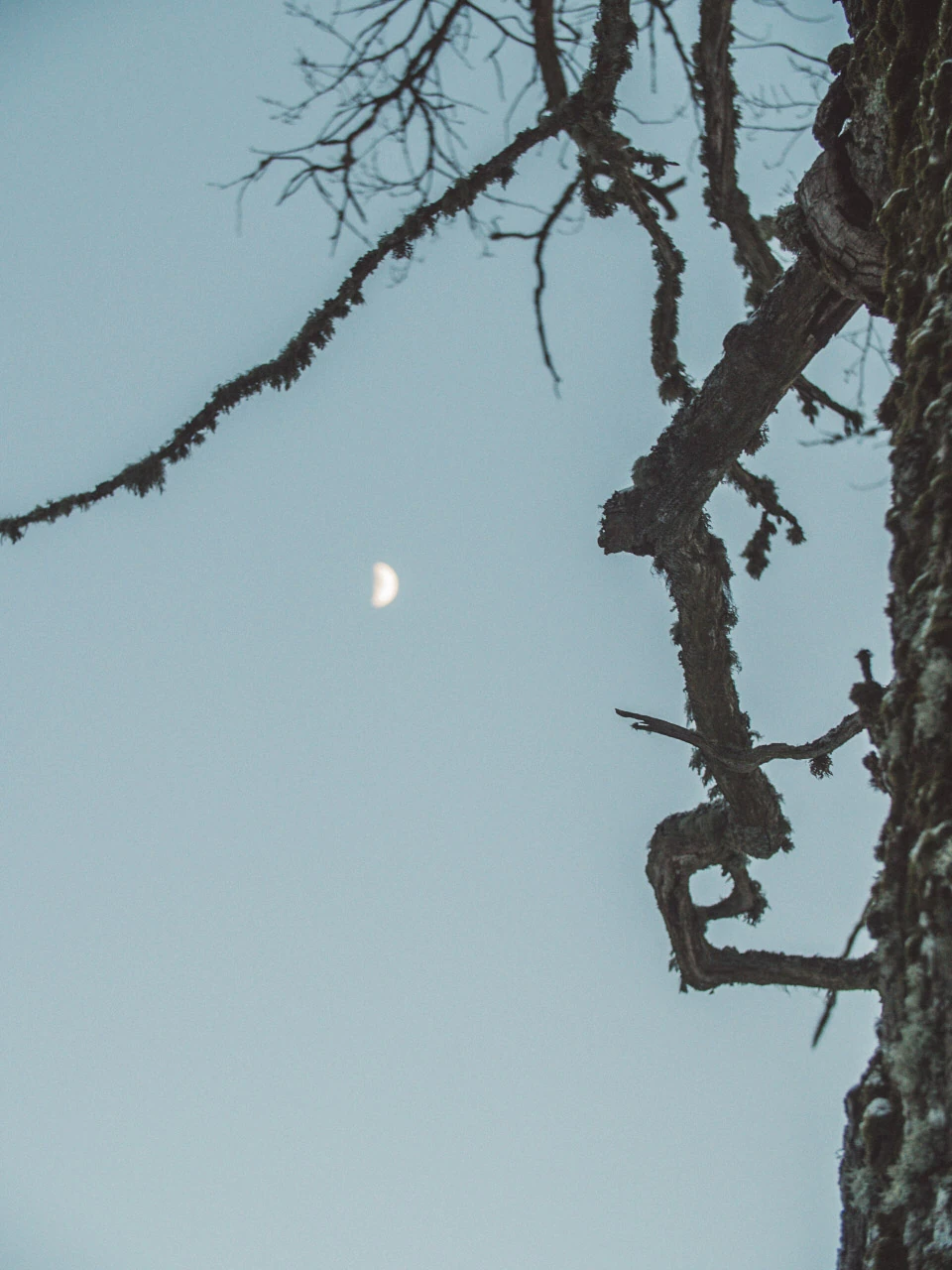 A small moon appears between dark branches against a pale blue sky.
