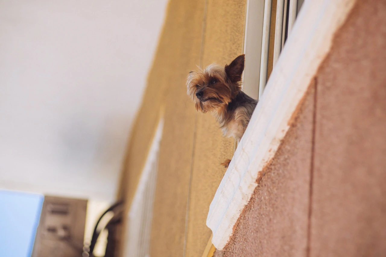 A small dog looks down from a window above a pink wall.