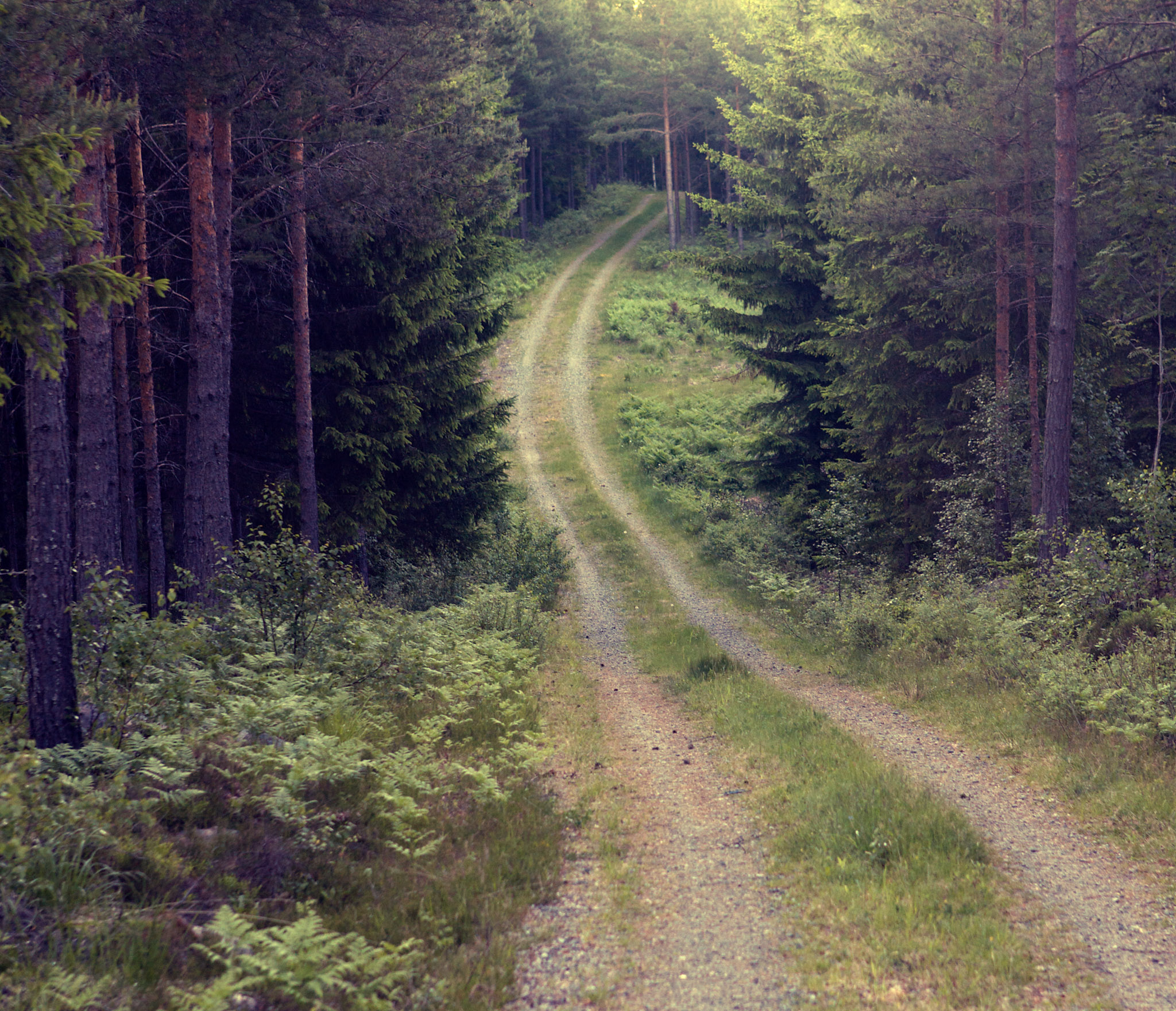 Two gravel tracks wind between pines, spruces and green undergrowth.