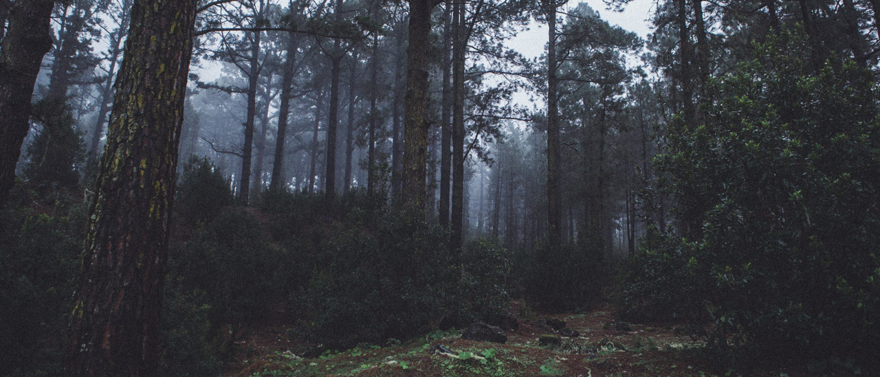 Pine trunks and dense undergrowth in a dark forest with pale fog in the distance.