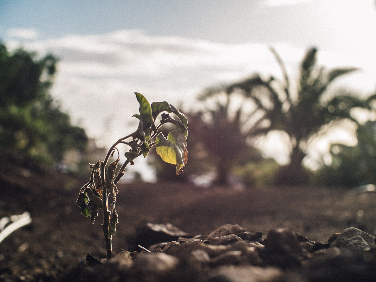 A small plant grows from dry soil in backlight against blurred palms.