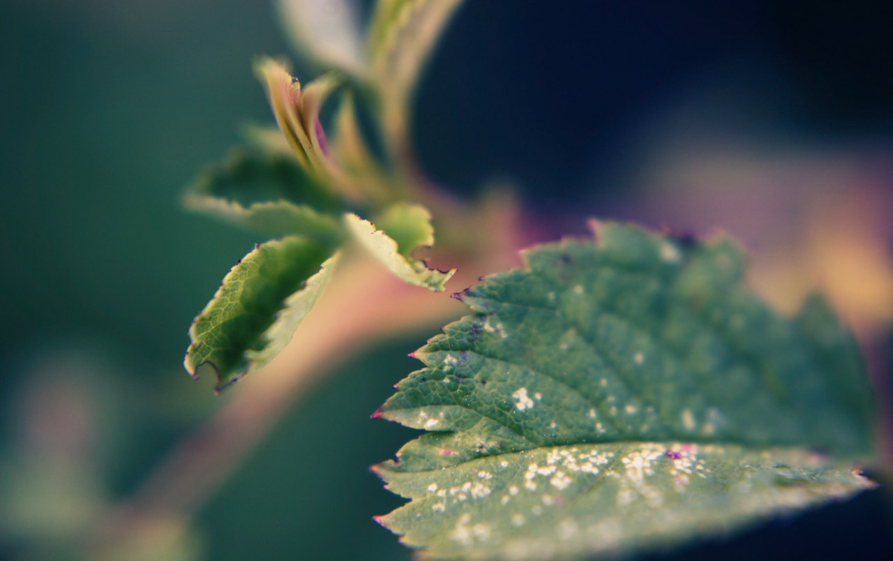 Green leaves in close-up against a softly blurred blue and pink background.